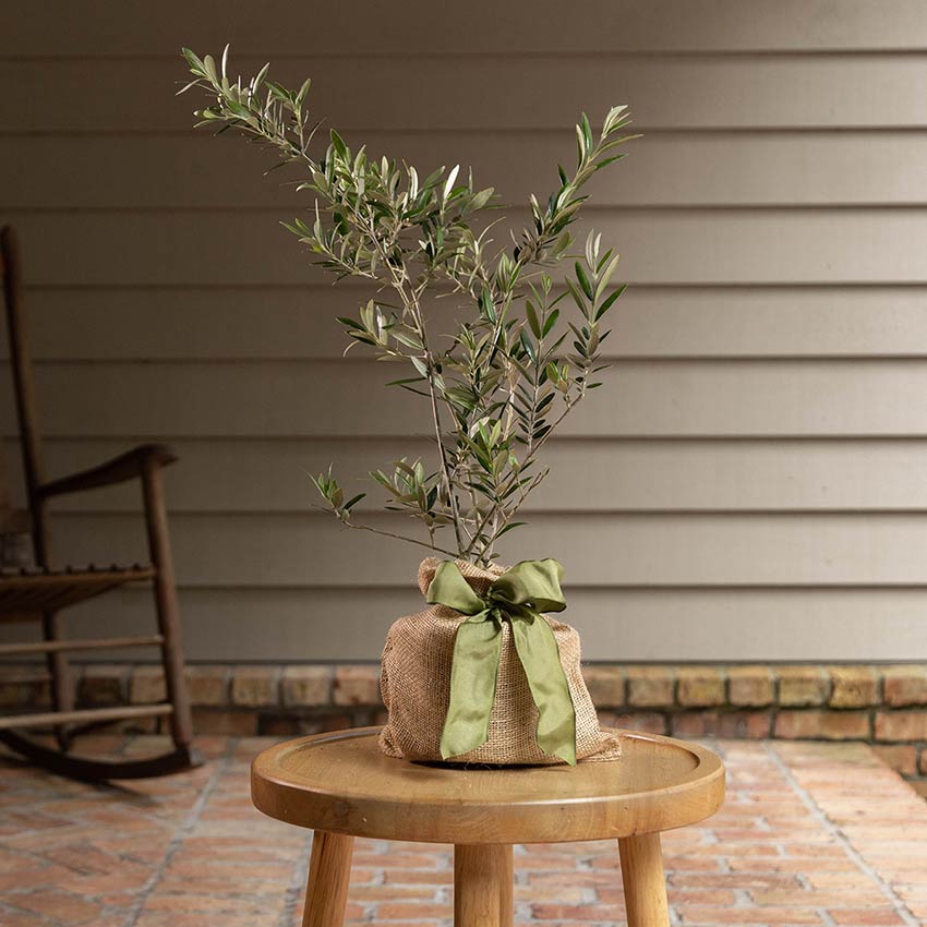 discover the best tree to give as a gift perfect choices for every occasion