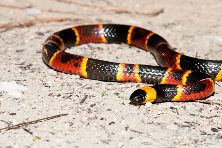 what is the most venomous snake in the us discover the top contender